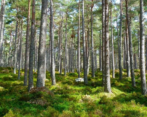 Waldnutzung bei Lauftreffs und Laufveranstaltungen